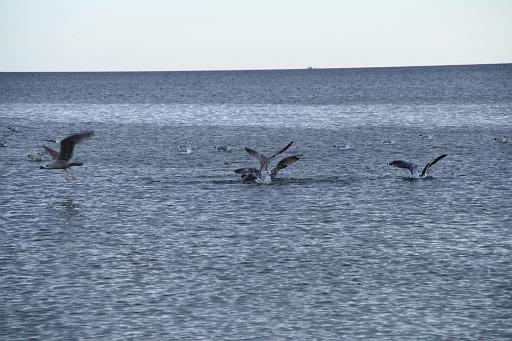 IMG_1118.JPG