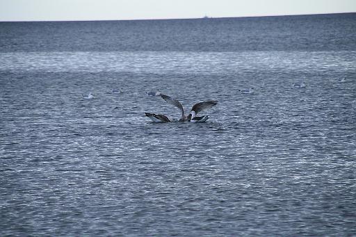 IMG_1119.JPG