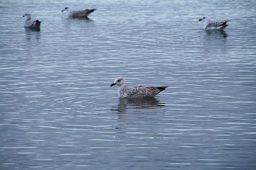 IMG_1144.JPG